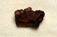 藏品(南猿幼年左下頜(模))的圖片